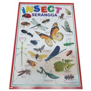Karton Gambar Edukasi Anak Belajar Gambar Serangga Insect 34 X 49 Cm Dinding Tembok Murah
