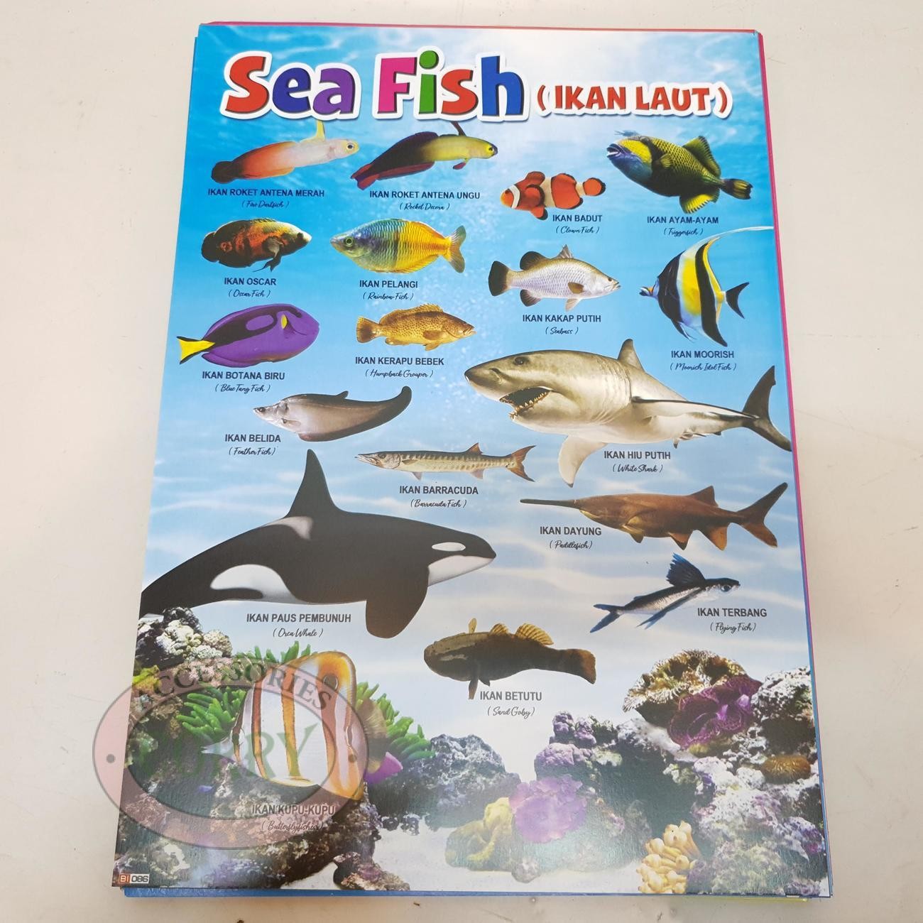 Karton Gambar Edukasi Anak Gambar Ikan Laut 34 X 49 Cm Dinding Tembok Murah - Main view