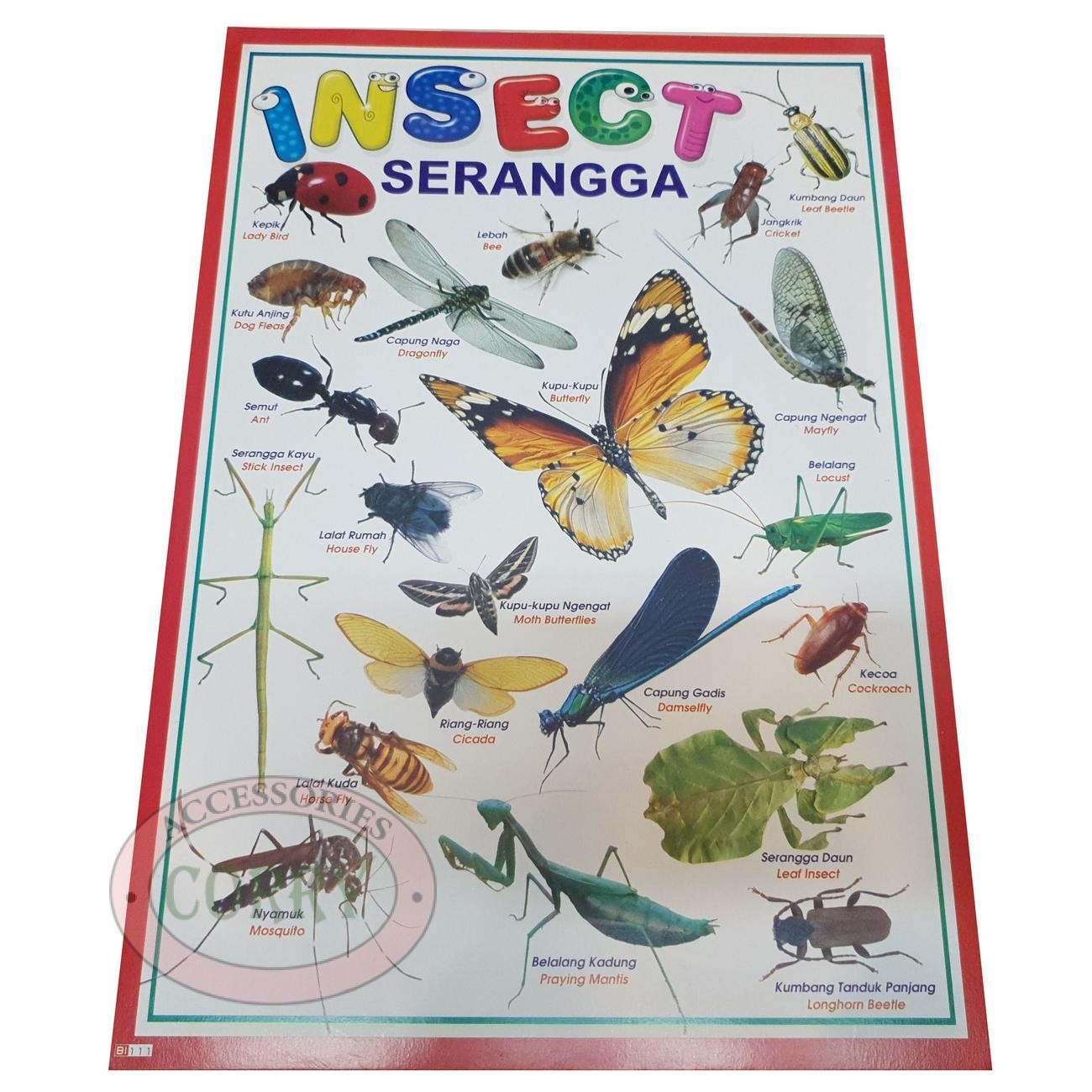 Karton Gambar Edukasi Anak Belajar Gambar Serangga Insect 34 X 49 Cm Dinding Tembok Murah - Main view